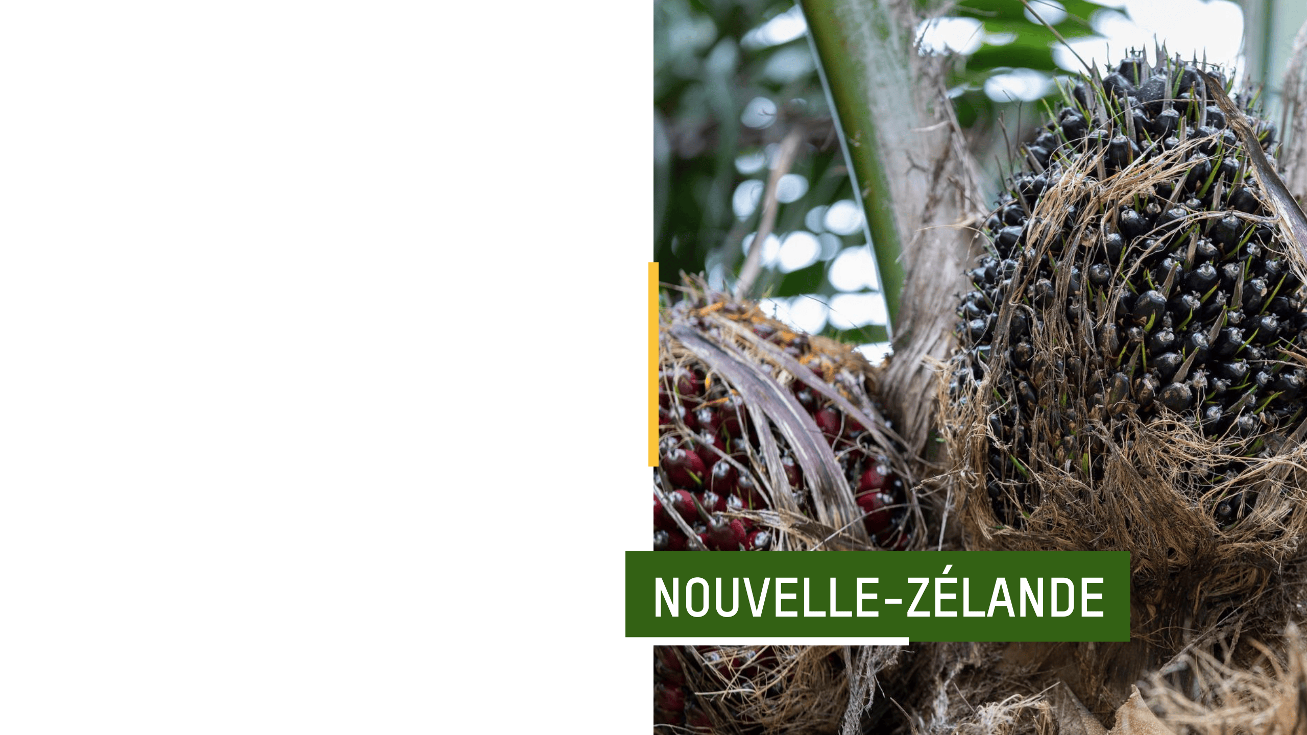 Palmiers à huile dans la région de Bangai, au centre de Sulawesi, en Indonésie