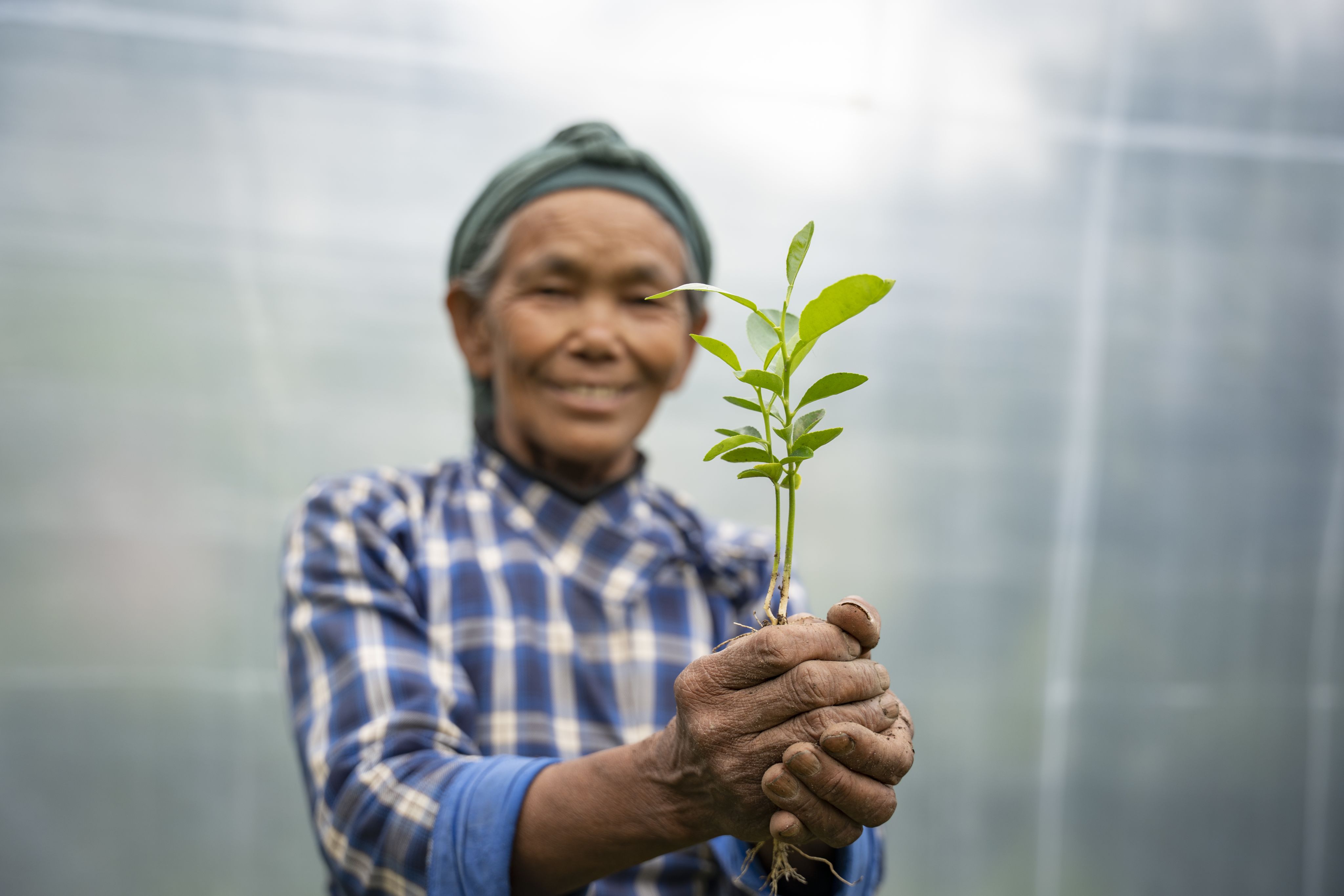 Yangjee Sherpa (63 ans), jardinier à la pépinière multiple de la coopérative Jaiwik Bibidhata dans la municipalité rurale de Jorayal, district de Doti, au Népal.