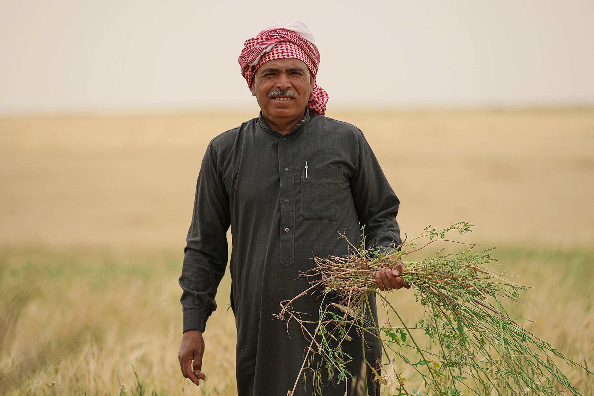 Un trabajador agrícola cosecha los cultivos en Siria